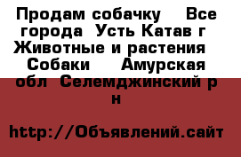 Продам собачку  - Все города, Усть-Катав г. Животные и растения » Собаки   . Амурская обл.,Селемджинский р-н